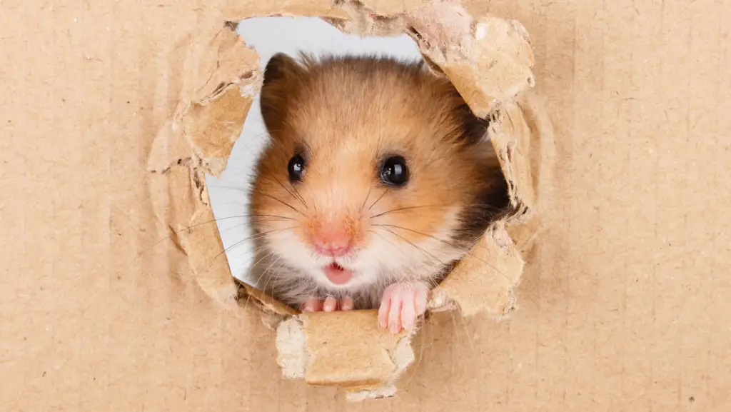 Hoe stop ik mijn hamster van het ontsnappen uit de kooi?