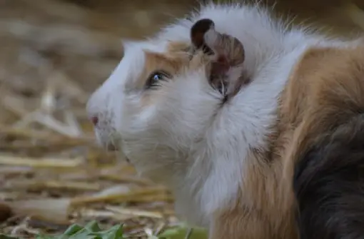 Wie viele Babys haben Hamster in einem Wurf?