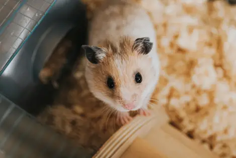 Comment euthanasier humainement un hamster domestique ?
