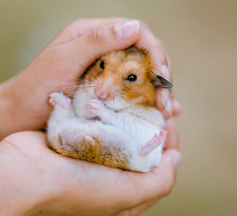 How Many Babies Do Hamsters Have?