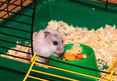 Können Hamster Käse essen?