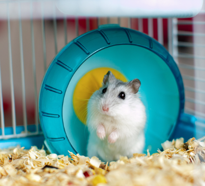 How To Make A Hamster Playground