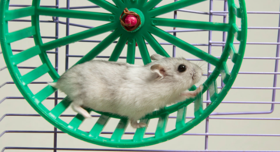 How To Stop Your Hamsters From Escaping Their Cages?